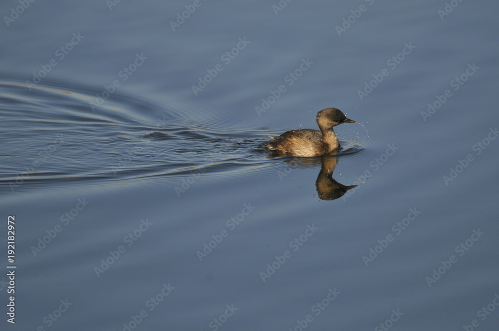 Small Duck swimming across the calm waters of a pond