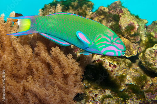 Lyretail Wrasse in front of Coral Landscape