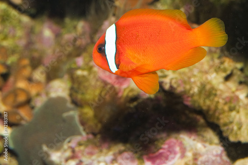 Tomato Clownfish in Aquarium