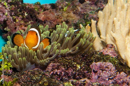 Clownfish (Amphirion ocellaris) pair in Anemone photo