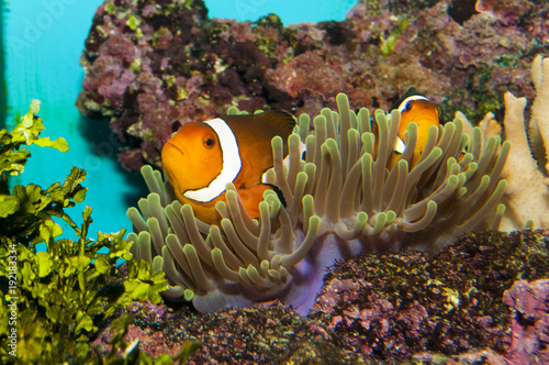 Clownfish (Amphirion ocellaris) pair in Anemone