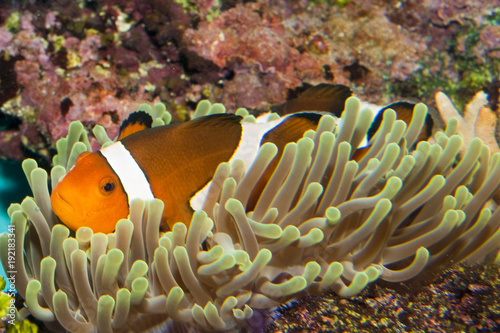 Clownfish (Amphirion ocellaris) pair in Anemone