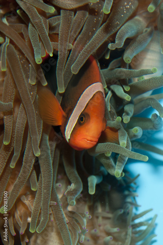Tomato Clownfish (Amphirion frenatus) photo