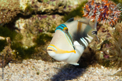 Picasso Triggerfish photo