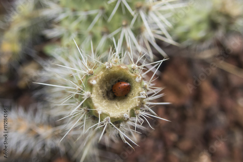 Ladybug Cactus 