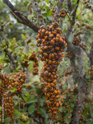 Loveliness of Ladybugs