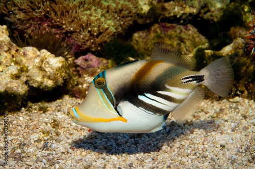 Picasso Triggerfish