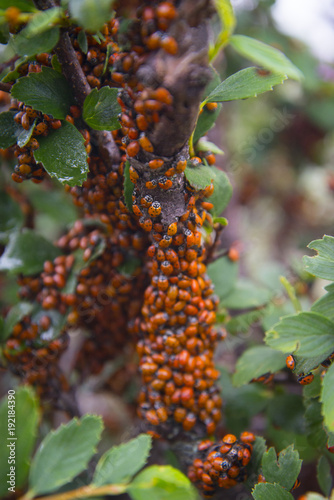 Loveliness of Ladybugs