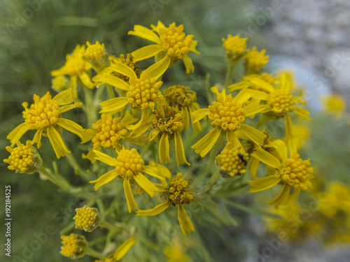 Yellow Wildflower