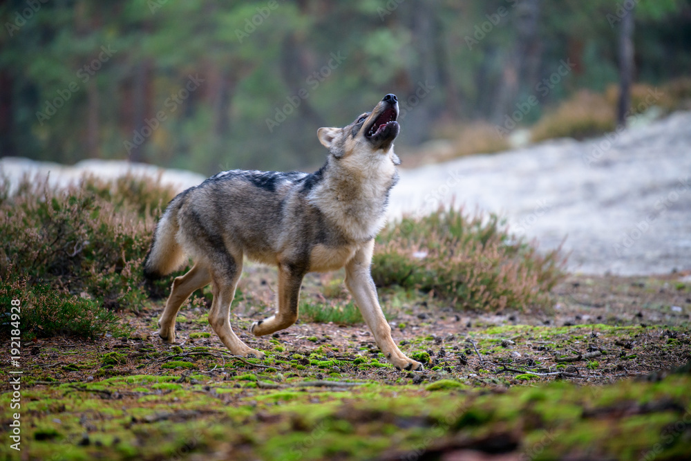The gray wolf or grey wolf (Canis lupus) standing on a rock The gray wolf or grey wolf (Canis lupus) standing on a rock