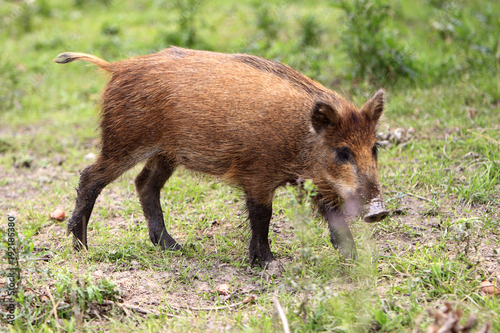 Single juvenile Wild boar in a forest during summer period Single juvenile Wild boar in a forest during summer period