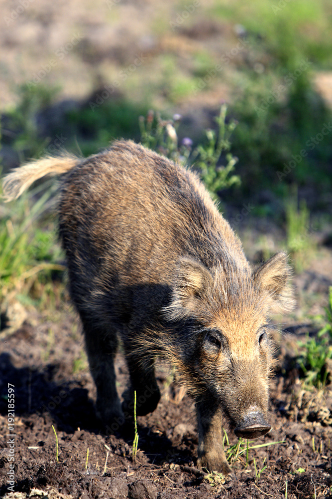 Single juvenile Wild boar in a forest during summer period Single juvenile Wild boar in a forest during summer period