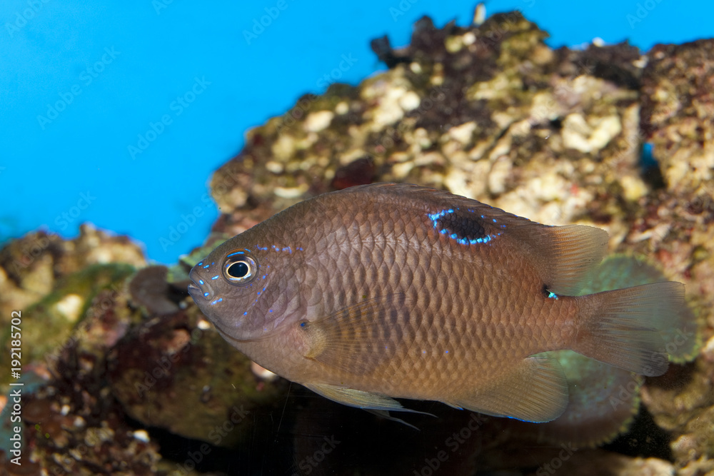 Brown Tropical fish in Aquarium Brown Tropical fish in Aquarium