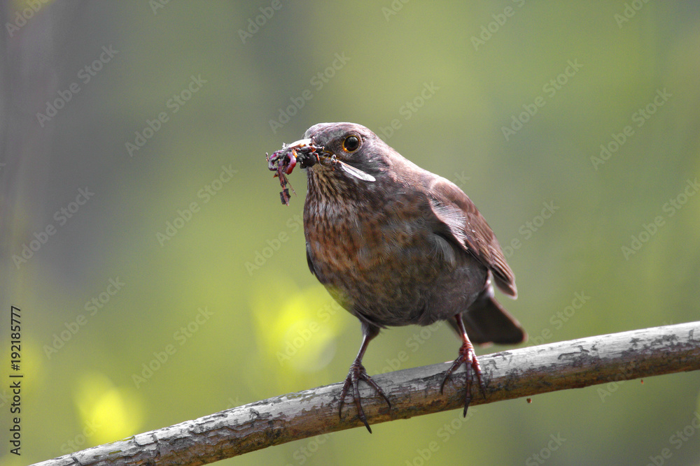 Single female Blackbird bird on a tree branch during a spring nesting period Single female Blackbird bird on a tree branch during a spring nesting period