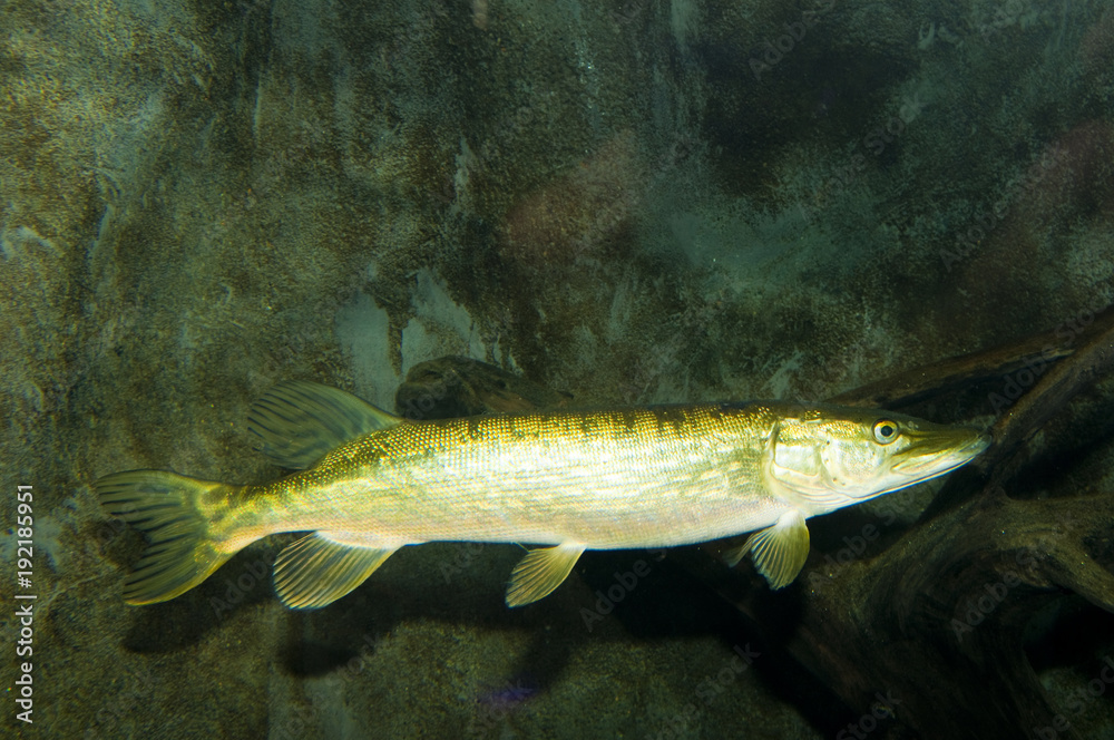 Pike (Esox lucius) Pike (Esox lucius)