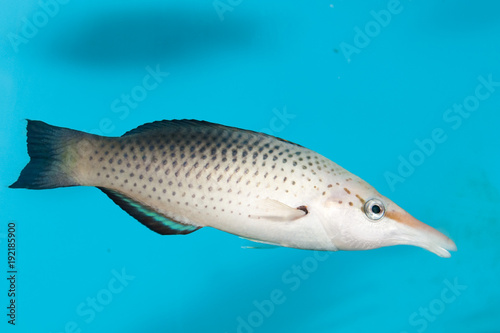 Bird Mouth Wrasse in Aquarium