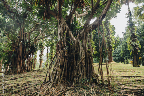 Photography beautiful huge green trees with lianas in Kuala Lumpur