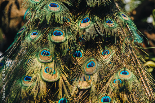 Photography close-up view of beautiful feathers on peacock in Kuala Lumpur