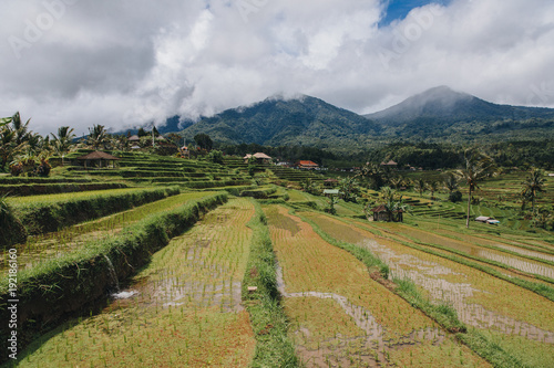 scenic view of Jatiluwih Rice Terraces in Bali