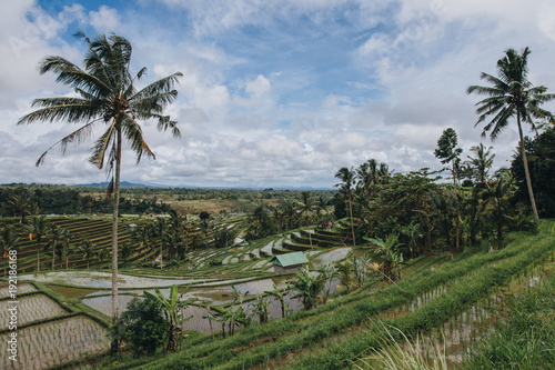 scenic view of organic Jatiluwih Rice Terraces in Bali