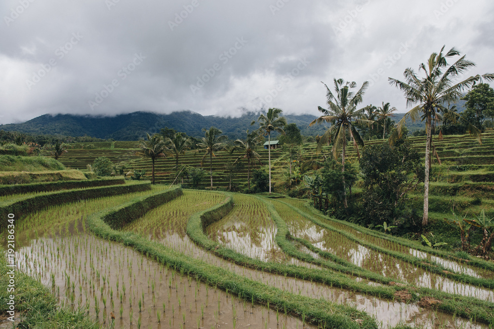 beautiful view of Jatiluwih Rice Terraces in Bali