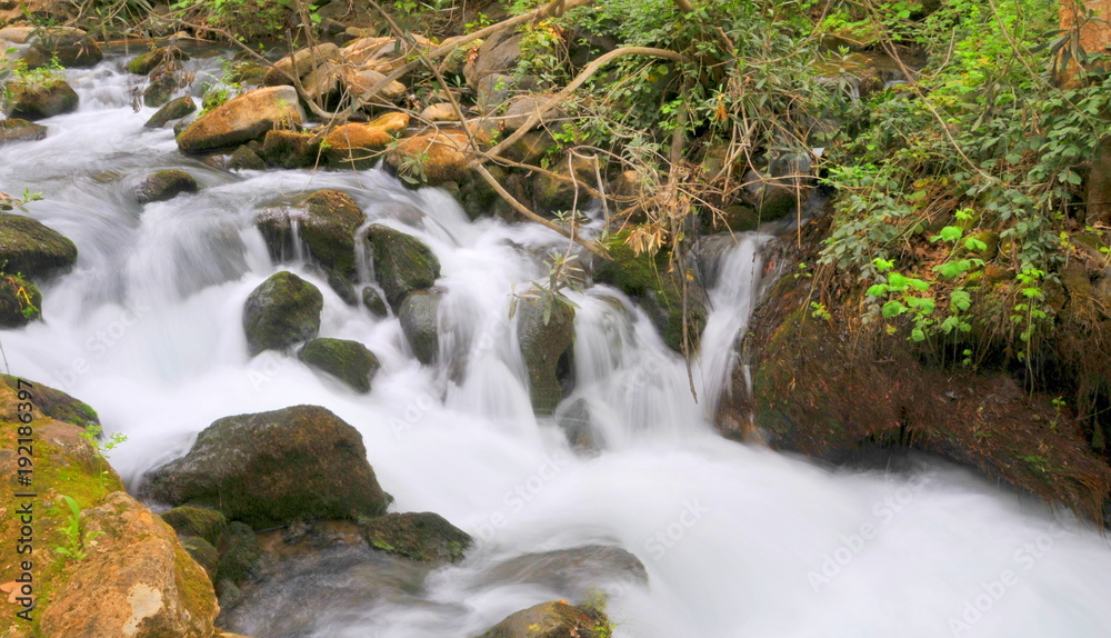 Fototapeta premium Dan River Northern Israel