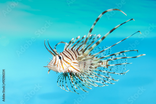 Volitan Lionfish Displaying