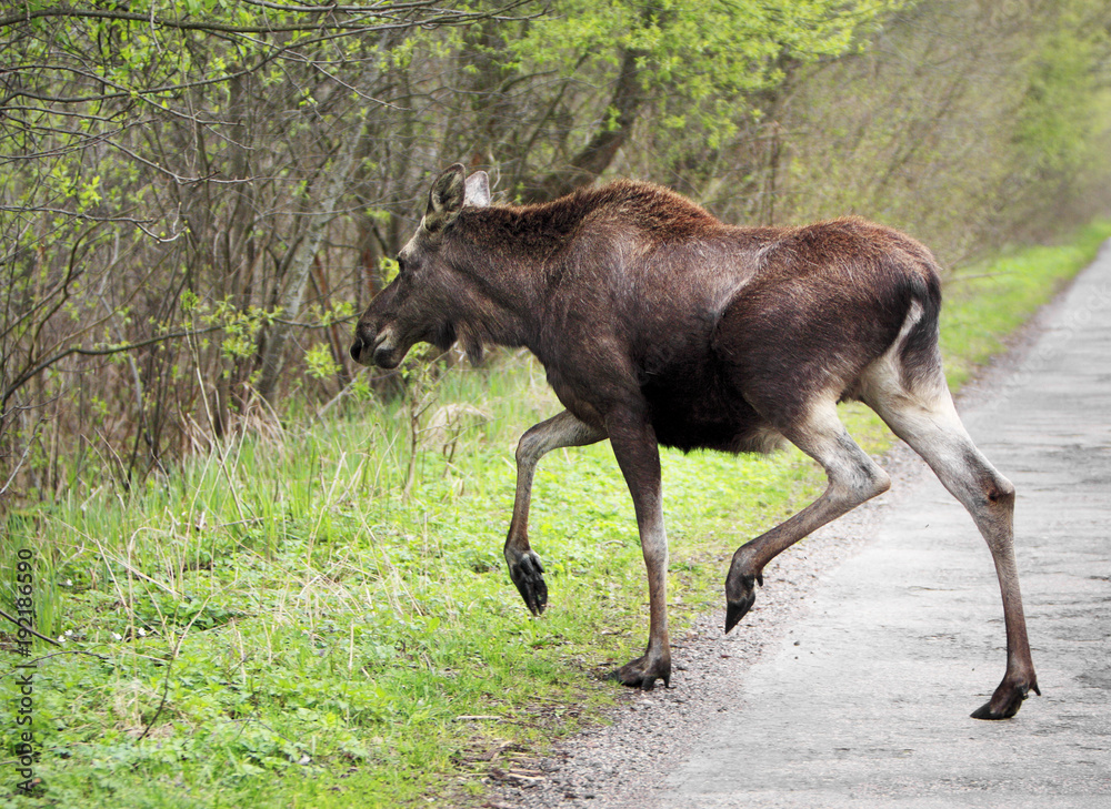 Fototapeta premium Single female Moose - Eurasian Elk - crossing a forest road near a Biebrza river wetlands in Poland during a spring period