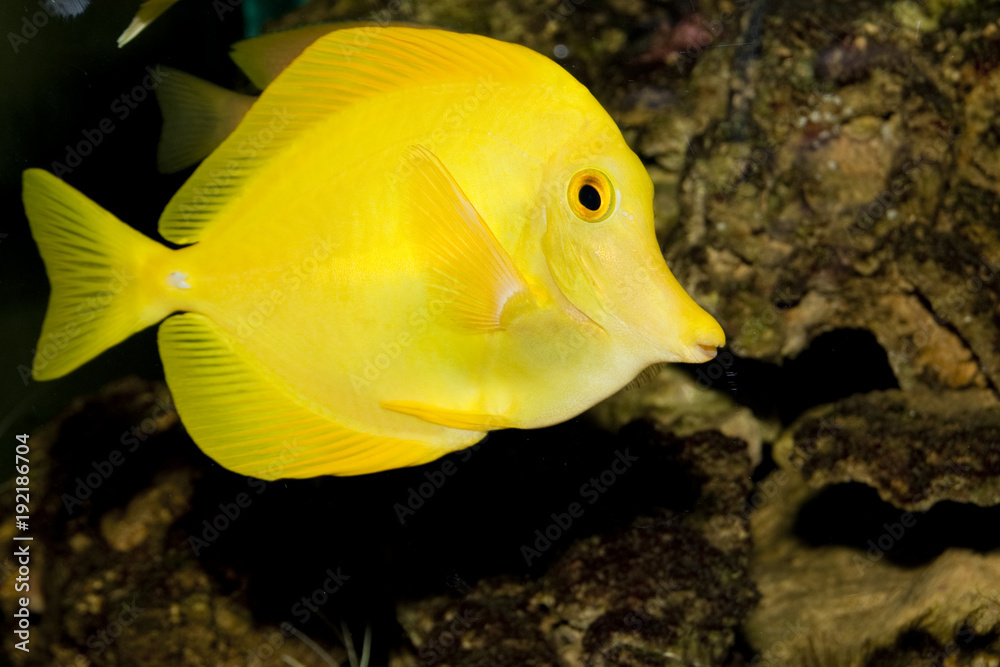 Yellow Hawaiian Tang in Aqaurium