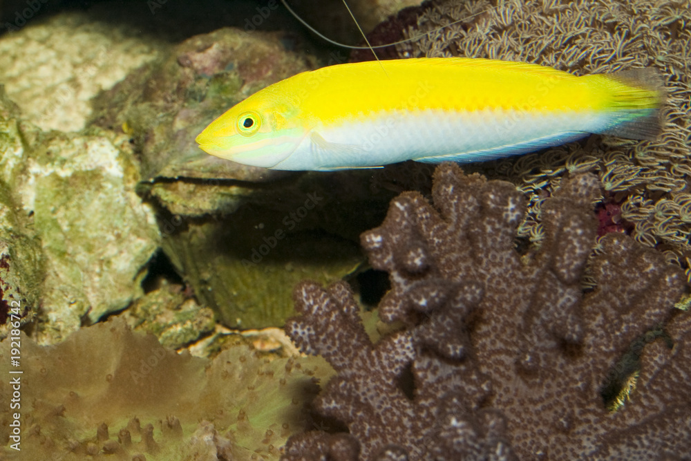 Yellow and Purple Wrasse in Aquarium Yellow and Purple Wrasse in Aquarium