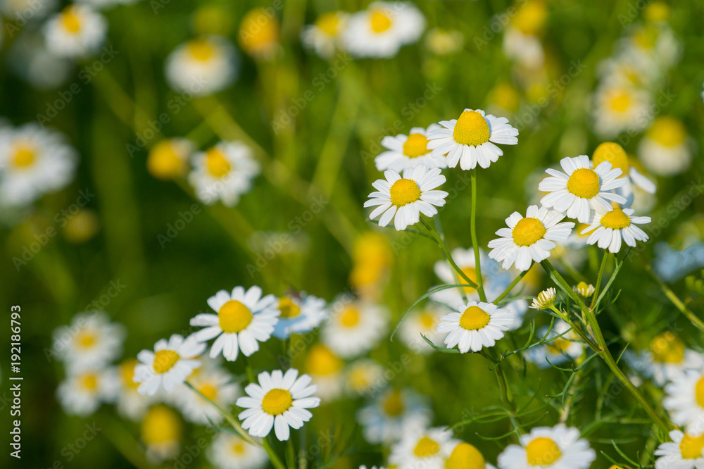 Flowering. Chamomile. Blooming chamomile field, Chamomile flowers on a meadow in summer, Selective focus Flowering. Chamomile. Blooming chamomile field, Chamomile flowers on a meadow in summer, Selective focus