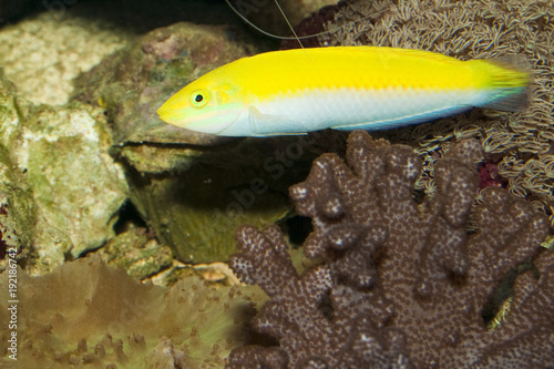 Yellow and Purple Wrasse in Aquarium © Iliuta