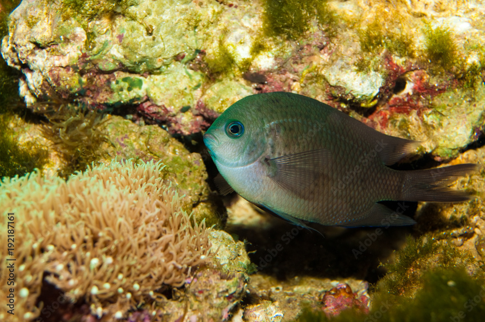 Obraz premium Spiny Chromis in Aquarium