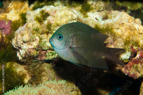 Spiny Chromis in Aquarium