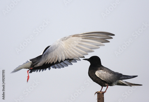 Pair of White-winged Black Tern birds feeding during a spring nesting period