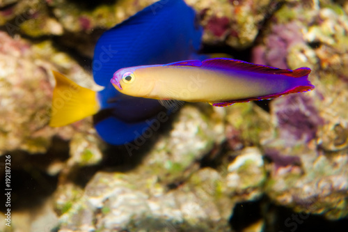 Purple Firefish (Nemateleotris decora) in Aquarium © Iliuta