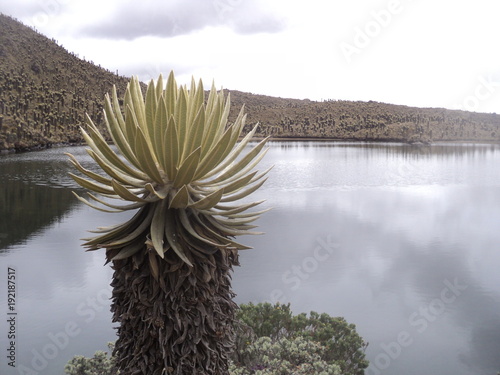 frailejon laguna