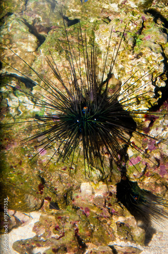 Black Longspine Urchin in Aquarium