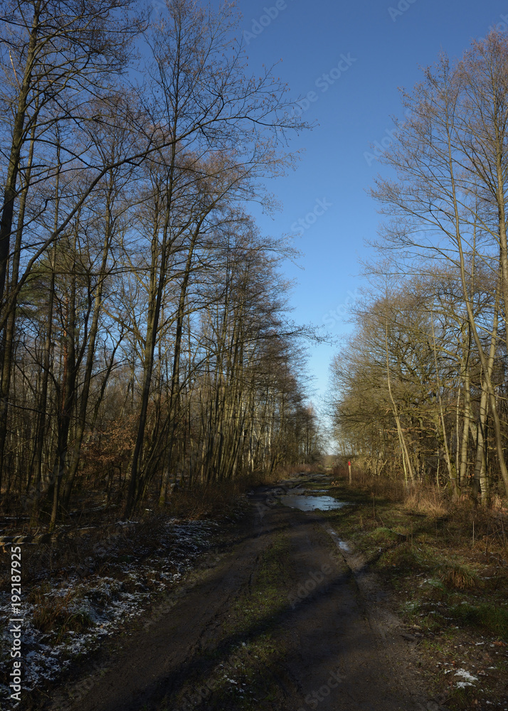 Waldweg Wahner Heide im Winter