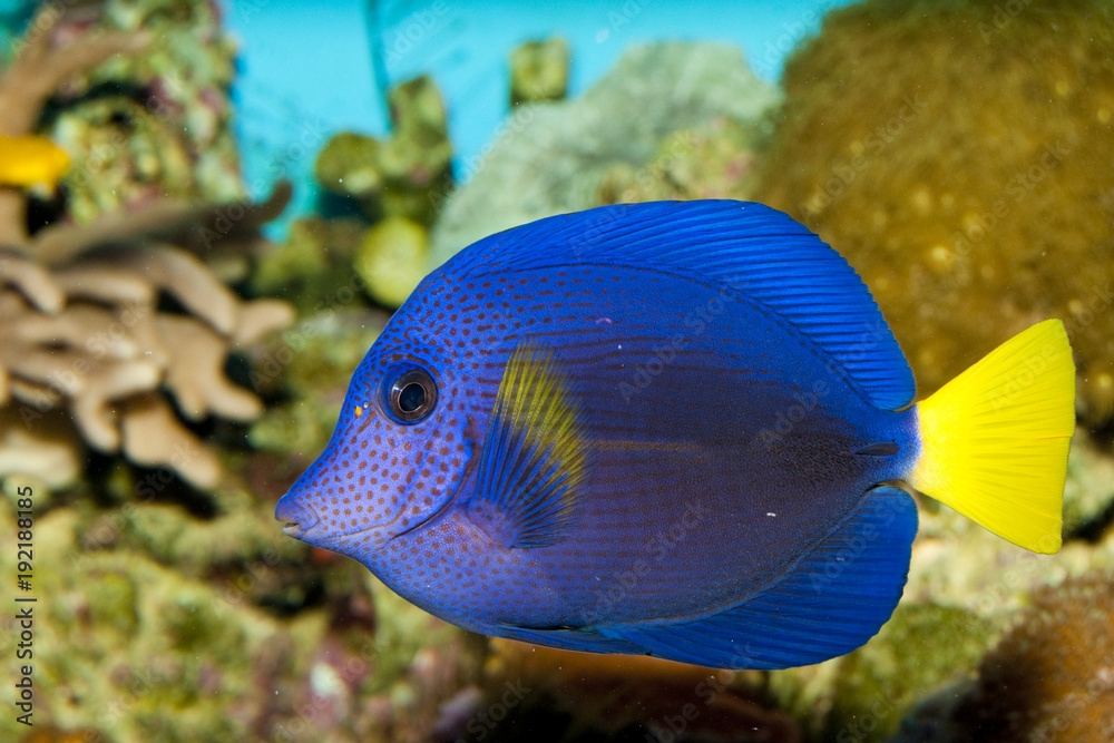 Naklejka premium Purple Tang in Aquarium
