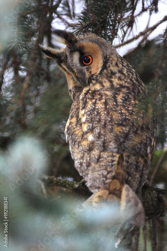 Single Long-eared Owl bird on a tree branch in a forest during a spring period photo