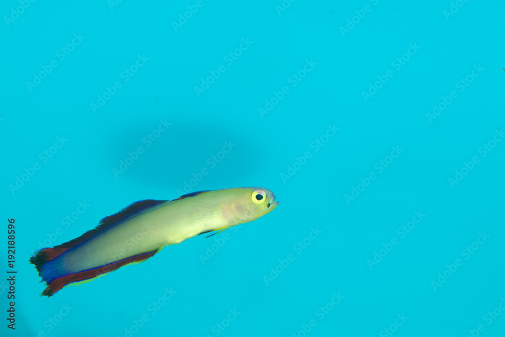Purple Firefish (Nemateleotris decora) in Aquarium Purple Firefish (Nemateleotris decora) in Aquarium