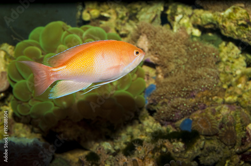Anthias Fish in Aquarium