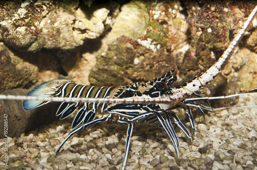 Spiny Blue Lobster  Panulirus versicolor 