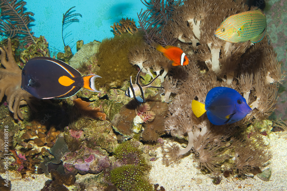Fototapeta premium Reef Fishes in Aquarium