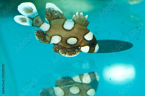 Spotted, Clownfish, Harlequin Sweetlips photo