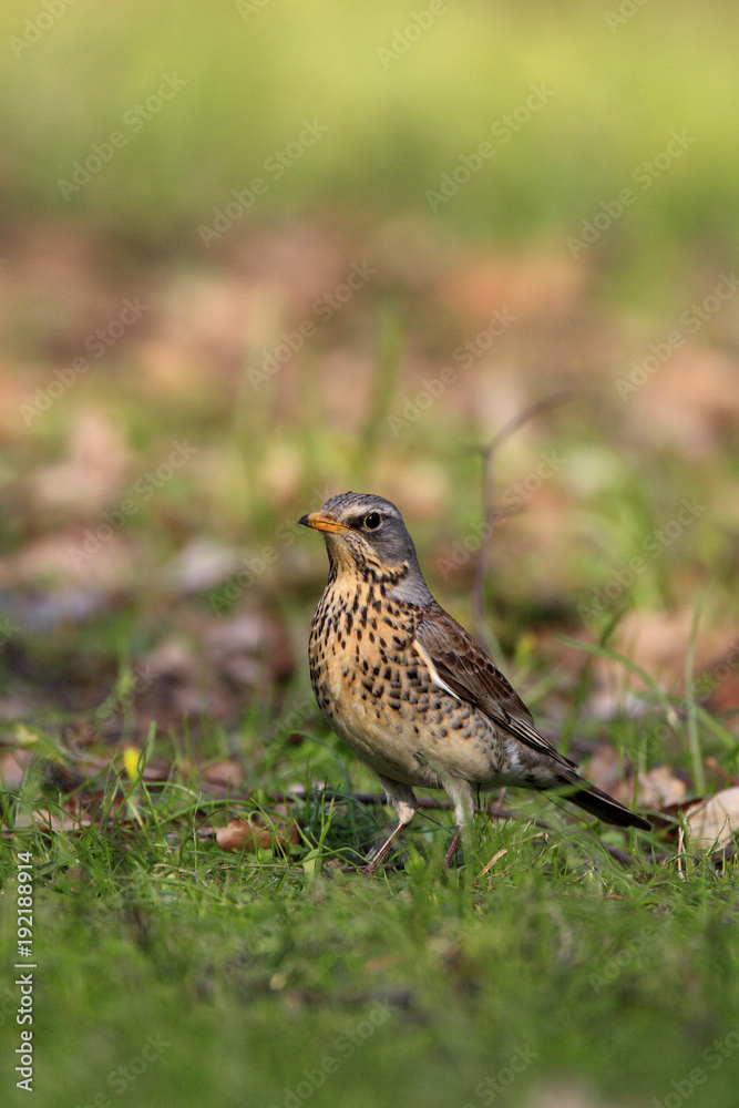 Single Fieldfare bird on grassy wetlands during a spring nesting period Single Fieldfare bird on grassy wetlands during a spring nesting period
