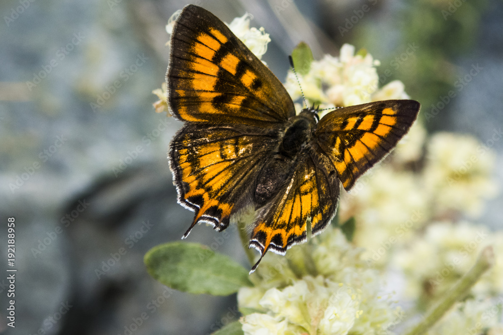 Fototapeta premium Butterfly