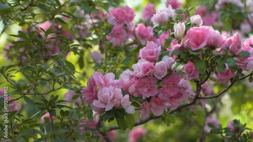 Rododendron Flowers Blossom Green Bush Full of Purple Azalea Buds and Flowers photo