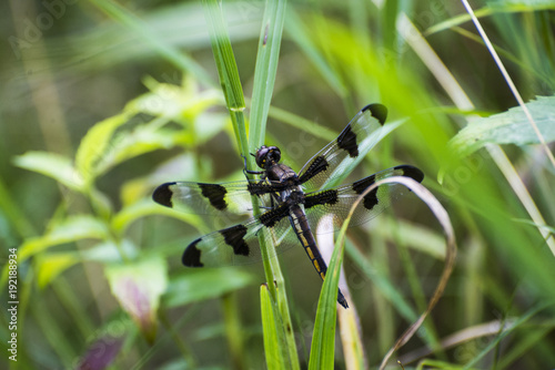 Black Dragonfly